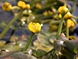 Wasserpflanzen Wolff - Nuphar lutea im Pflanzenkorb - Mummel - gelbe Teichrose