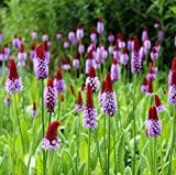 Wasserpflanzen Wolff - Primula vialii - Orchideenprimel, rot-violett