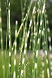 Wasserpflanzen Wolff - Scirpus tabernaemontani 'Zebrinus' (Schoenoplectus) - Zebrasimse