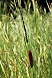 Wasserpflanzen Wolff - Typha angustifolia - Schmalblättriger Rohrkolben