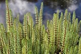 Wasserpflanzen Wolff - winterhart - Hippuris vulgaris - Tannenwedel