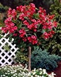 Weigelia Bristol Ruby® als Kugel-Stämmchen gezogen rot blühend, 1 Pflanze