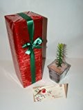 Weihnachten als Geschenk verpackt Chilenische Araukarie Monkey Puzzle Baum Schöner 1 Jahr Bäume - mit Besondere Lieferung am nächsten Tag - Es kann geliefert werden, ...
