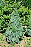 Weihnachtsbaum - Weißfichte - Picea glauca Conica - verschiedene Größen (100-120cm - Topf 7,5Ltr.)