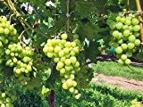 Weinrebe 'Frumuosa Alba' - kernarme Weinrebe für den Hausgarten