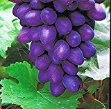 Weinrebe - Weintraube - Vitis vinifera - Pamiat Negrula