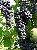 Weinrebe - Weintraube - Vitis vinifera - Regent