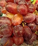 Weinrebe - Weintraube - Vitis vinifera - Rhea - mehltauresistent - fast kernlos