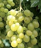 Weinrebe - Weintraube - Vitis vinifera - Unio, ertragreiche Sorte, schnell wüchsig