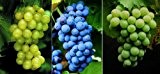 Weinreben-Sortiment bestehend aus je 1 Pflanze der Sorten Phönix©, Regent© und Lakemont©