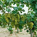 Weinreben-Sortiment bestehend aus je 1 Pflanze der Sorten Phönix, Regent und Lakemont