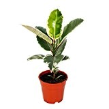 Weissbunter Gummibaum - Ficus elastica "Tineke" - 17cm Topf