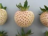 Weisse Ananas-Erdbeere, 8 Pflanzen