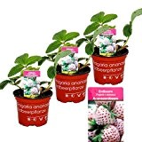 Weisse Ananas-Erdbeere - Set mit 3 Pflanzen - Fragaria - Ausgefallene Sorte für Liebhaber des besonderen