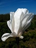 weiß blühende Sternmagnolie Magnolia stellata Royal Star 60 cm hoch im 5 Liter Pflanzcontainer
