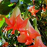 Weiß Datura-Samen, Brugmansia Engel Trompeten, Bonsai-Baum-Blumensamen 10 Partikel / lot