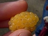 weiß Himbeere 10 Samen -süße Sorte voll von Antioxidantien (Raspberry Yellow)