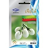 Weiß Rund Aubergine Samen - 1 Paket Ab Chai Tai, Thailand