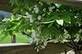 Weißblühender Blauregen - Schnellwachsende Kletterpflanze