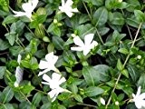 Weißblühendes Immergrün - Vinca minor 'Alba' - Bodendecker