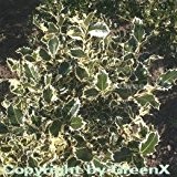 Weißbunte Stechpalme Ilex Argentea Marginata 60-80cm - ilex aquifolium