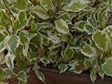 Weißbunter Sibirischer Hartriegel - Cornus alba 'Sibirica Variegata' - Pflanze
