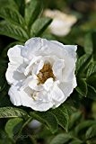 Weiße Apfel-Rose / Weiße Kartoffel-Rose Größe 3,4-L-Topf, 40-60 cm Pflanzenhöhe