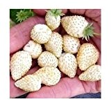 Weiße Monatserdbeere Weiße Seele - Erdbeere - 50 Samen