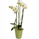 Weiße Orchidee im grünen Keramikübertopf mit Dekoration