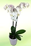 Weiße Orchidee inklusive Keramik-Übertopf