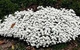 Weiße Schleifenblume 50 Samen Iberis sempervirens 'Schneeflocke' (Iberis Iceberg)