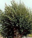 Weißweide / Silberweide ** Salix alba ** (10 Stück Weißw / Silberw. Str. v. 4Tr. 100-150 cm)