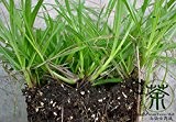 Weit verbreitet Kultiviert Paspalum notatum Samen 1800pcs, Samen Familie Poaceae Gemeinsame Bahia Grün Gartensamen, Pensacola Bahia Grass
