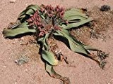 Welwitschia mirabilis (Tumboa, Tweeblaarkanniedood) - 3 Samen