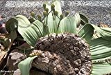 Welwitschia mirabilis - Welwitschia - 3 Samen