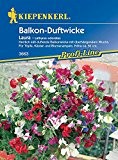 Wicken: Balkon-Duftwicke 'Laura', Lathyrus odoratus - 1 Portion
