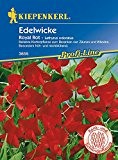 Wicken: Edelwicke Royal, rot, Lathyrus odoratus - 1 Portion