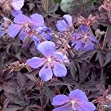 Wiesen-Storchschnabel 'Purple Haze' 10 Samen Geranium pratense