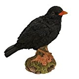 Wild Bird Blackbird Aus der Kollektion von Vivid Arts