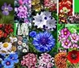 Wildblumen Mischung, Mix der Saison, 2000 Samen (keine Gräser),beliebteste Blumen für alle Farben des Regenbogens