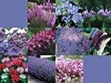 Wildblumen Mix 'Mischung "Schmetterlinge und Bienen" -SCHMETTERLINGSWIESE - Blumenwiese - Sommerblumen - Blumenmischung 2000 SAMEN