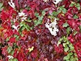 Wilder Wein 'Engelmannii' - Schnellwachsende Kletterpflanze von Native Plants