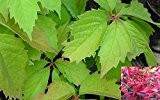 Wilder Wein - Jungfernrebe - Parthenocissus Quinquefolia - Engelmanii - Kletterpflanze, schnellwachsend, sehr schnittverträglich, robust, 40-60 cm