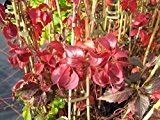 Wilder Wein - Jungfernrebe - Parthenocissus Quinquefolia - Kletterpflanze, sehr winterhart, leuchtend rote Herbstfärbung, 40-60 cm