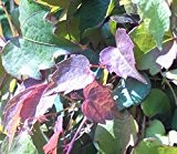 Wilder Wein - Jungfernrebe - Parthenocissus tricuspidata - Veitchii - Kletterpflanze, schnellwüchsig, schöne Herbstfärbung, 40-60 cm
