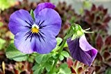 Wildes Stiefmütterchen Viola tricolor 1600 Samen