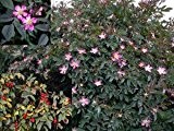 Wildrose Hechtrose 20 Samen, Rotblättrige Rose glauca