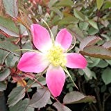 Wildrose Rosa glauca Hechtrose, rotblättrig