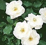 Wildrose Rosa rugosa alba, Wurzelware