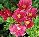 Wildrose Rosa rugosa, Wurzelware